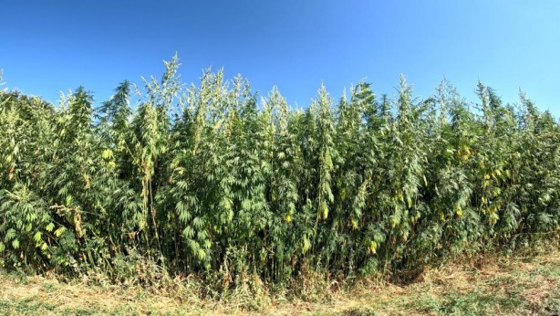 Foto - Türkiye'den kenevir hamlesi