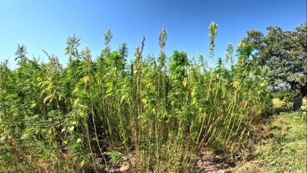 Foto - Türkiye'den kenevir hamlesi