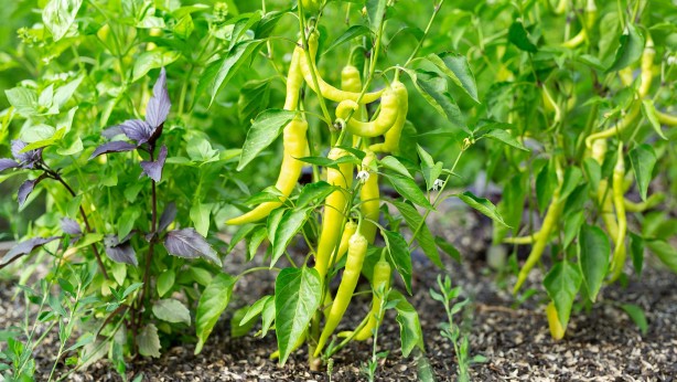 Foto - Türkiye'den limon ve biber alımını durdurdular! Sebebi herkesi tedirgin edecek