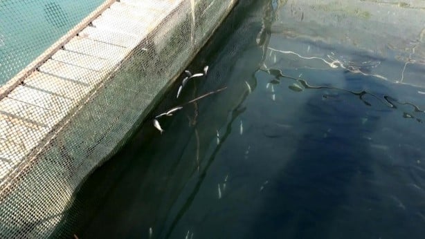 Foto - Türkiye’den müthiş başarı! Rusya ve AB ülkeleri, onun için kapımızda kuyruk oldu