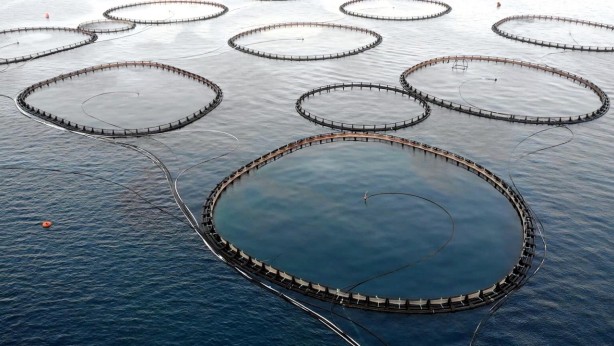 Foto - Türkiye’den müthiş başarı! Rusya ve AB ülkeleri, onun için kapımızda kuyruk oldu