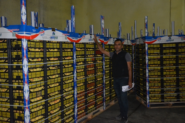 Türkiye'den Rusya ve Ukrayna'ya kayısı ihracatı