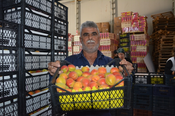 Foto - Türkiye'den Rusya ve Ukrayna'ya kayısı ihracatı
