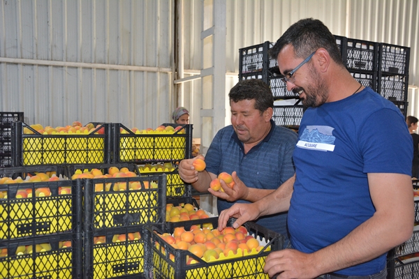 Foto - Türkiye'den Rusya ve Ukrayna'ya kayısı ihracatı