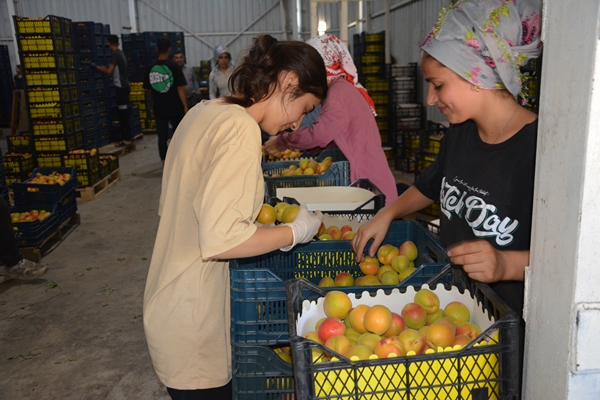 Foto - Türkiye'den Rusya ve Ukrayna'ya kayısı ihracatı