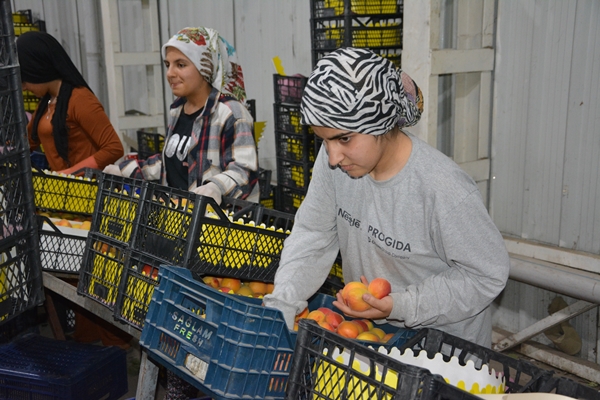 Foto - Türkiye'den Rusya ve Ukrayna'ya kayısı ihracatı