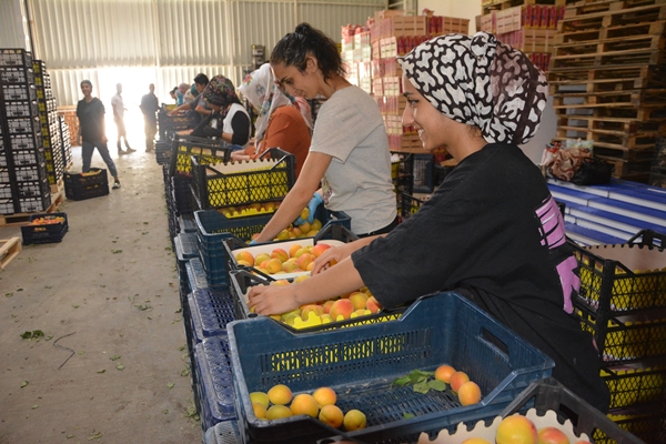 Foto - Türkiye'den Rusya ve Ukrayna'ya kayısı ihracatı