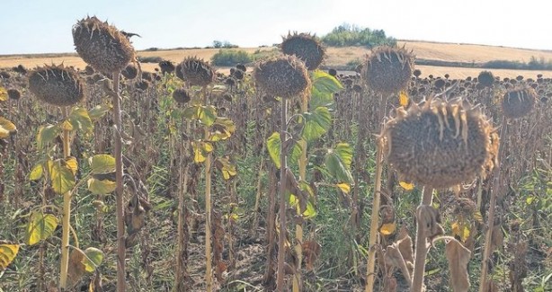 Foto - Türkiye'den tarım arazisi toplayan Bill Gates herkesi şüphelendirdi! Arazi aldığı bölge bakın ne hale geldi