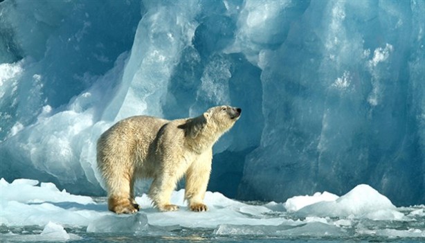 Foto - Türkiye'den tarım arazisi toplayan Bill Gates'ten tartışma çıkaran sözler: Ağaçla olmaz