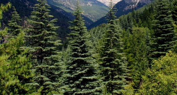Foto - Türkiye'nin 400 milyon dolarlık planı: Dik, yeniden dik ve tekrar dik