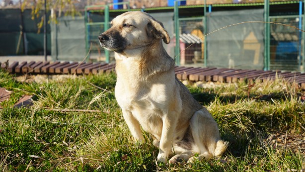 Türkiye'nin 'başıboş köpek' sorununa çözüm önerisi