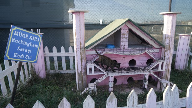 Foto - Türkiye'nin 'başıboş köpek' sorununa çözüm önerisi
