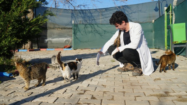 Foto - Türkiye'nin 'başıboş köpek' sorununa çözüm önerisi