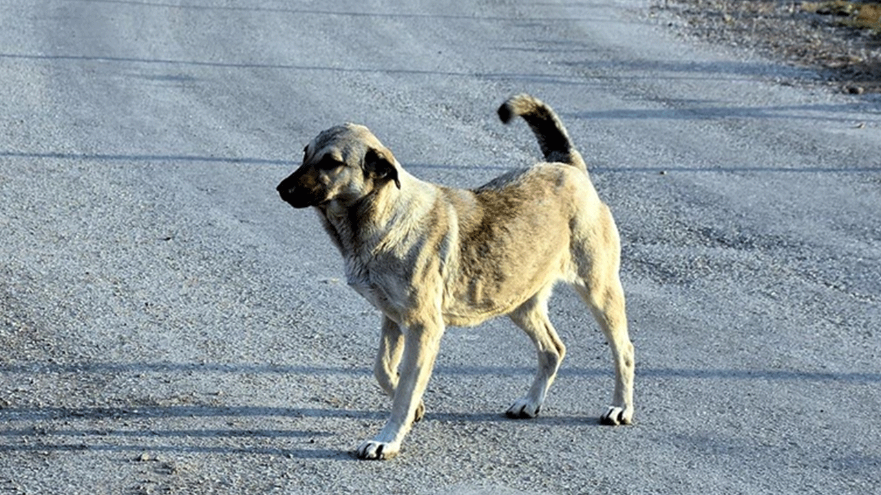 Türkiye'nin başına bela olmuşlardı: 81 ile yazı gönderdiler!