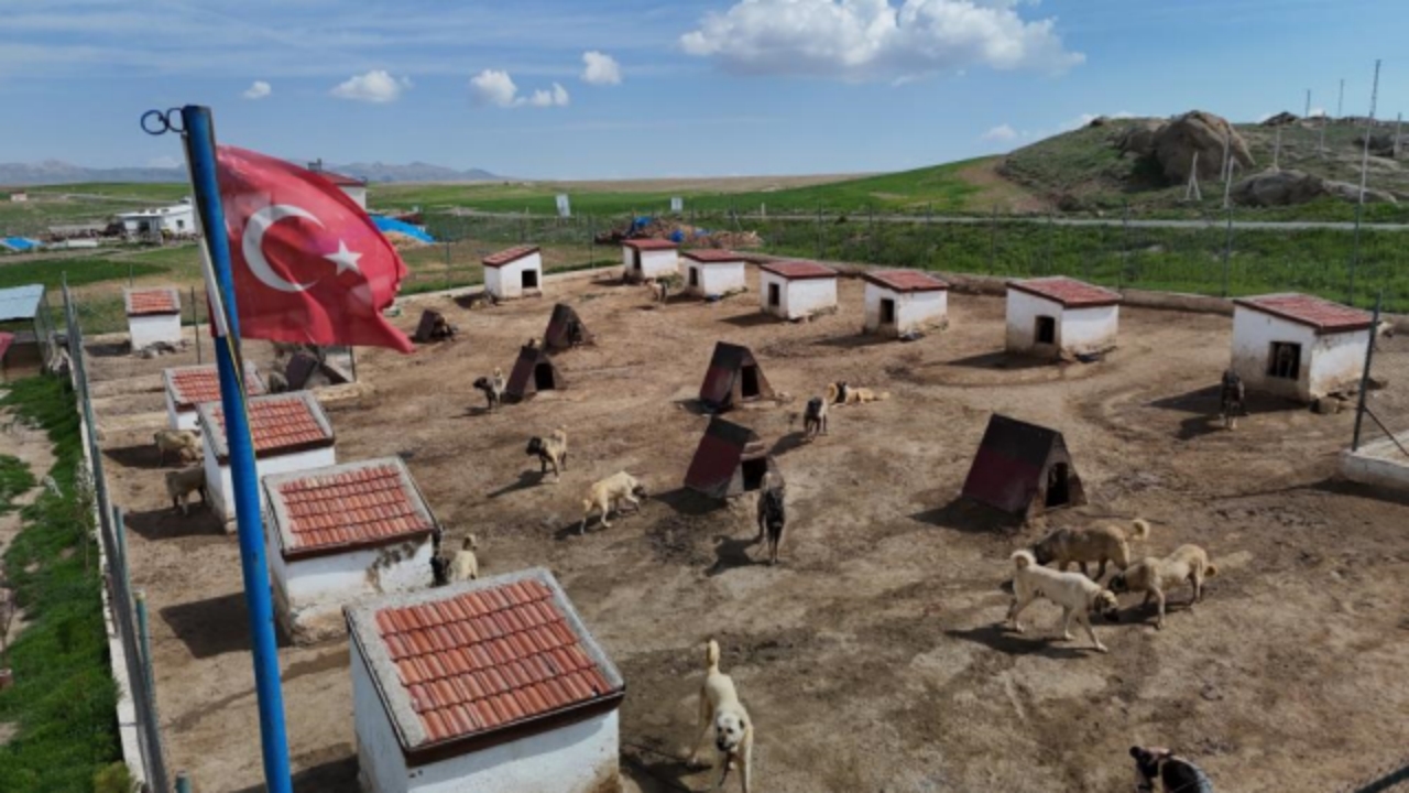 Foto - Türkiye’nin başına talih kuşu kondu! Suudi Arabistan, Katar ve BAE onun için sıraya girdi! Sivaslılar resmen bayram ediyor