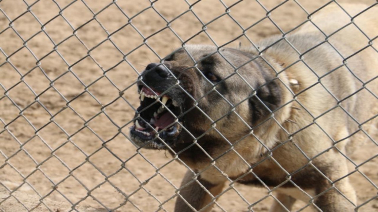Foto - Türkiye’nin başına talih kuşu kondu! Suudi Arabistan, Katar ve BAE onun için sıraya girdi! Sivaslılar resmen bayram ediyor