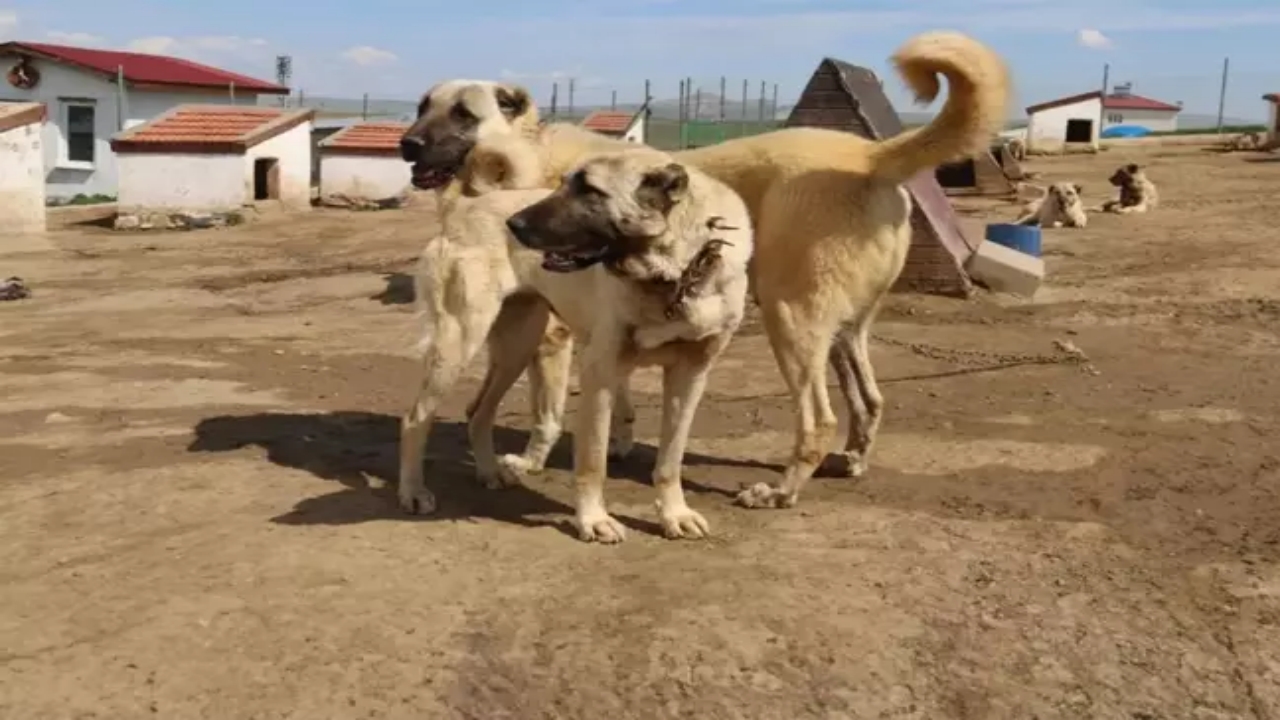 Foto - Türkiye’nin başına talih kuşu kondu! Suudi Arabistan, Katar ve BAE onun için sıraya girdi! Sivaslılar resmen bayram ediyor