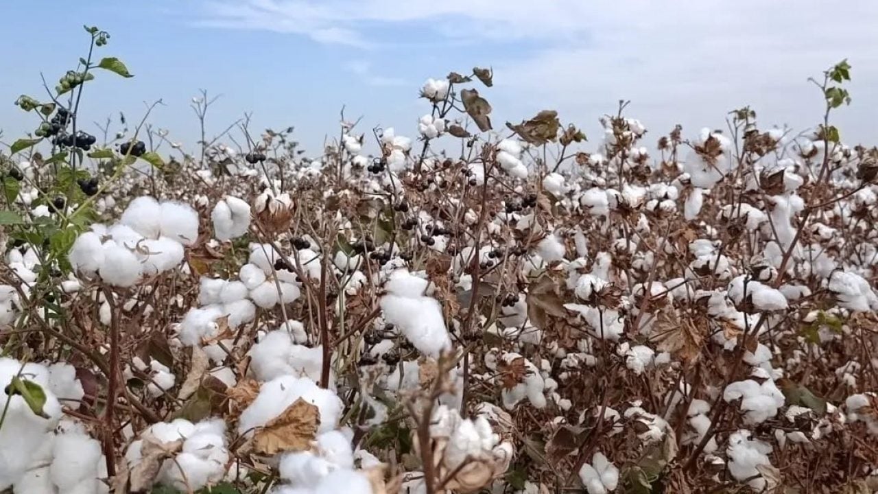 Foto - Türkiye’nin ‘beyaz altını’ tarladan çıkıyor! Bu ilçe tek başına üretimde zirvede