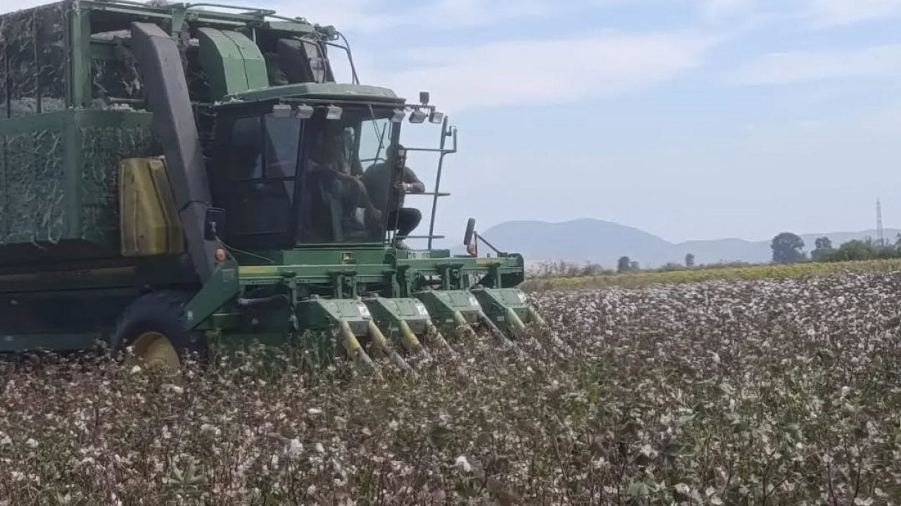 Foto - Türkiye’nin ‘beyaz altını’ tarladan çıkıyor! Bu ilçe tek başına üretimde zirvede