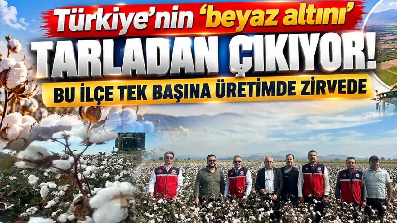 Türkiye’nin ‘beyaz altını’ tarladan çıkıyor! Bu ilçe tek başına üretimde zirvede