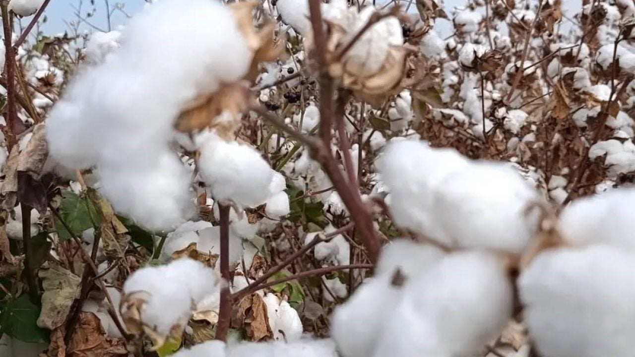Foto - Türkiye’nin ‘beyaz altını’ tarladan çıkıyor! Bu ilçe tek başına üretimde zirvede