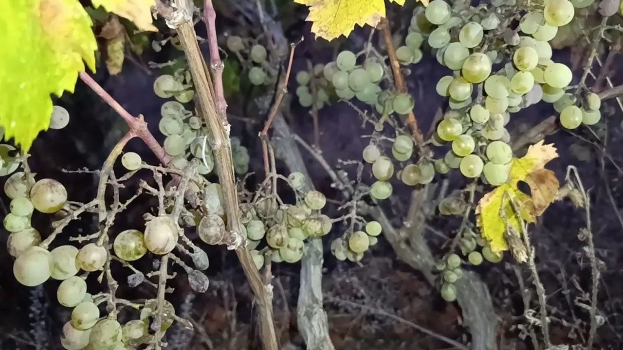 Foto - Türkiye'nin bu ilinden üzücü haber: Hastalık yüksek verimi düşürdü, zarar ziyan oldu! Üreticiler mağdur...