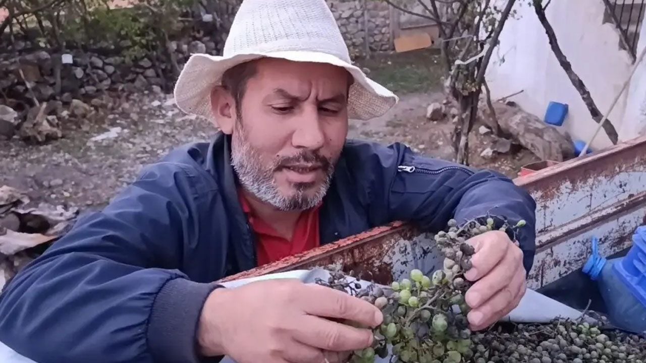 Foto - Türkiye'nin bu ilinden üzücü haber: Hastalık yüksek verimi düşürdü, zarar ziyan oldu! Üreticiler mağdur...