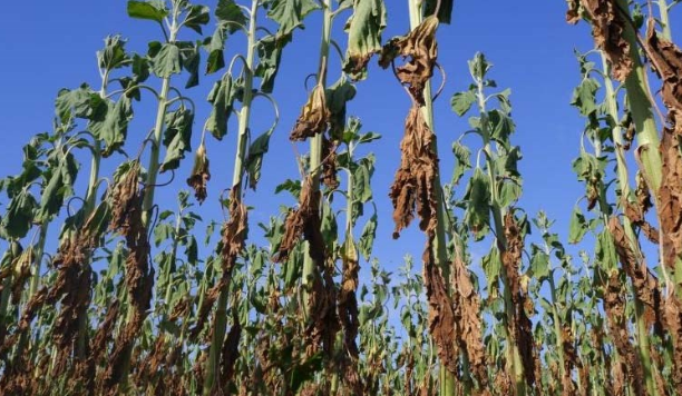 Foto - Türkiye'nin çok kritik tarım kaynaklarındandı! Kötü haber maalesef geldi