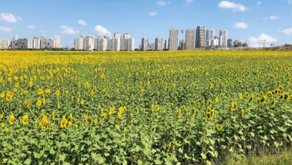 Foto - Türkiye'nin çok kritik tarım kaynaklarındandı! Kötü haber maalesef geldi