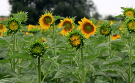 Foto - Türkiye'nin çok kritik tarım kaynaklarındandı! Kötü haber maalesef geldi