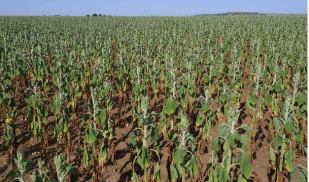 Foto - Türkiye'nin çok kritik tarım kaynaklarındandı! Kötü haber maalesef geldi