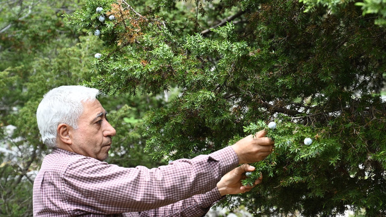 Türkiye'nin dört bir yanına satılıyor! Usta ellerde kozalak sanata dönüşüyor
