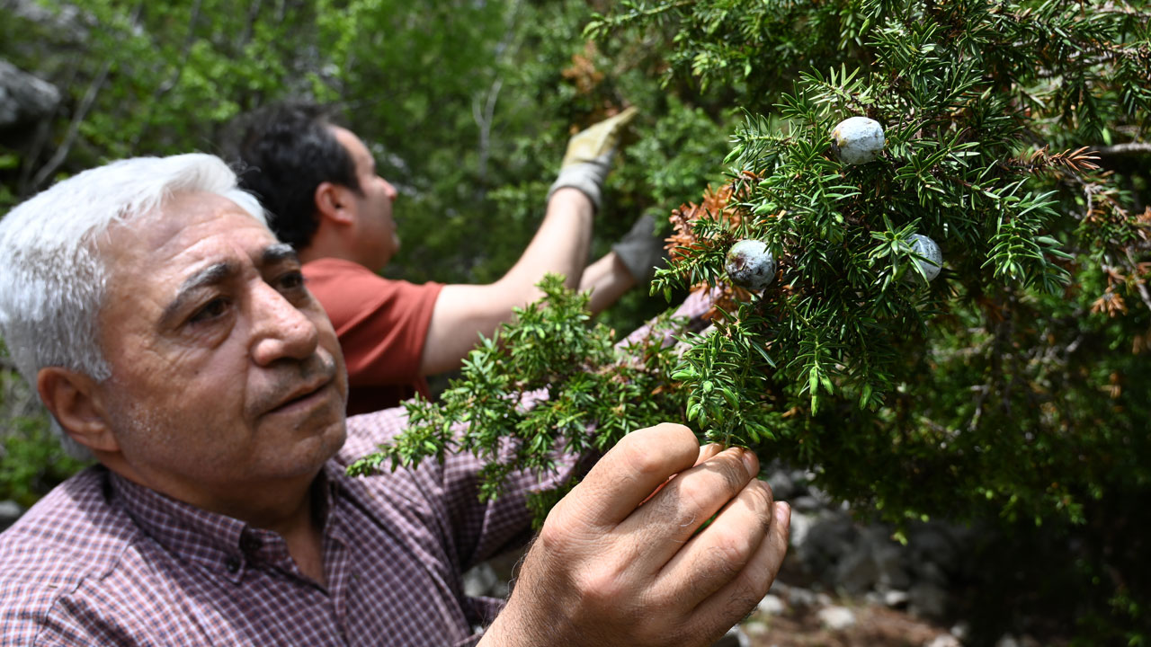 Foto - Türkiye'nin dört bir yanına satılıyor! Usta ellerde kozalak sanata dönüşüyor