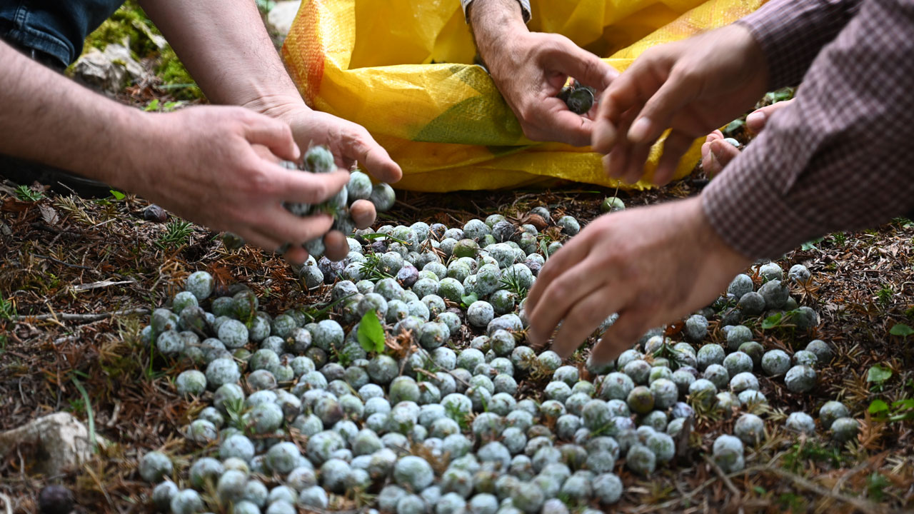 Foto - Türkiye'nin dört bir yanına satılıyor! Usta ellerde kozalak sanata dönüşüyor