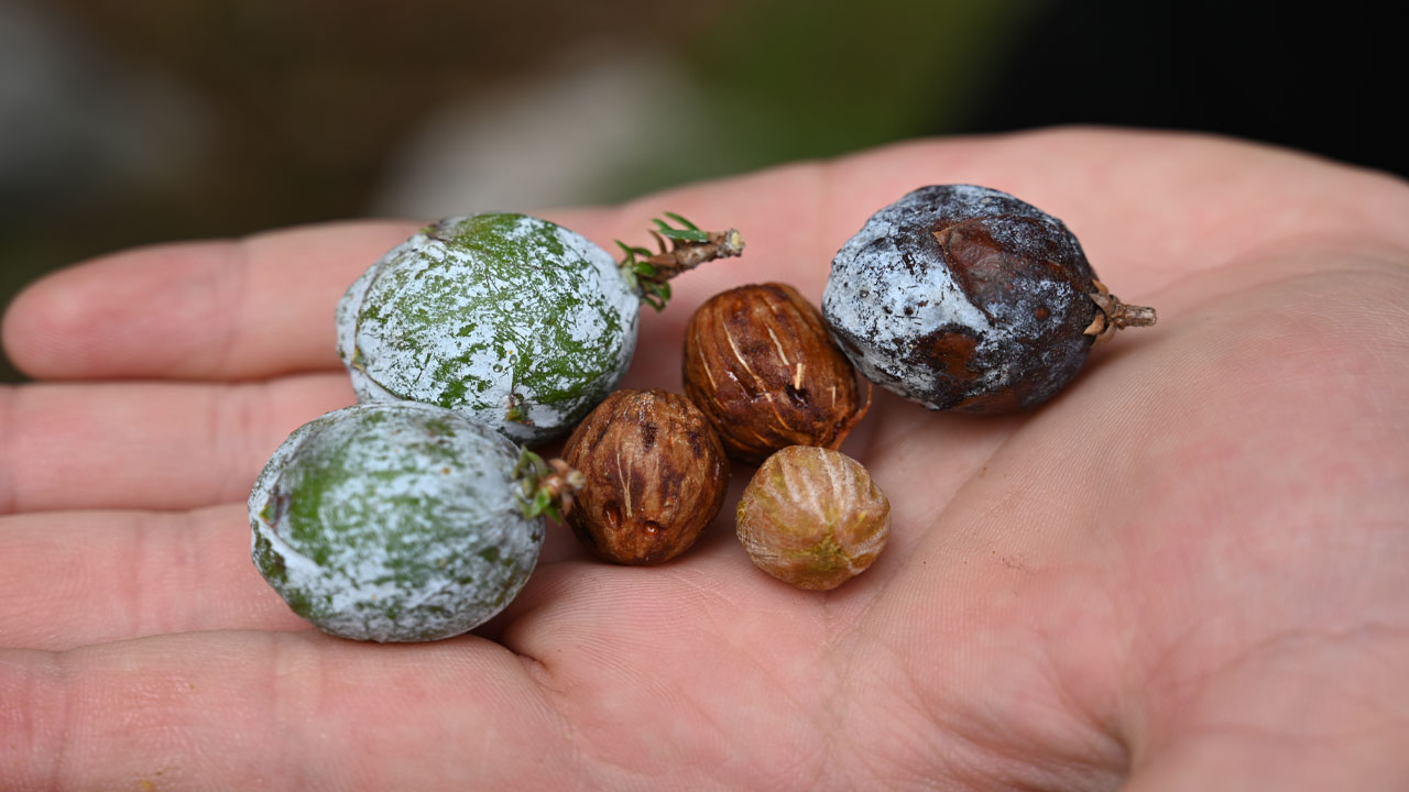 Foto - Türkiye'nin dört bir yanına satılıyor! Usta ellerde kozalak sanata dönüşüyor