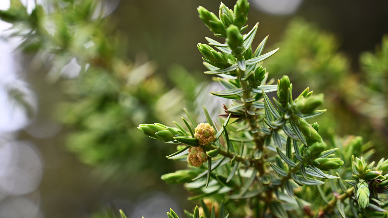 Foto - Türkiye'nin dört bir yanına satılıyor! Usta ellerde kozalak sanata dönüşüyor