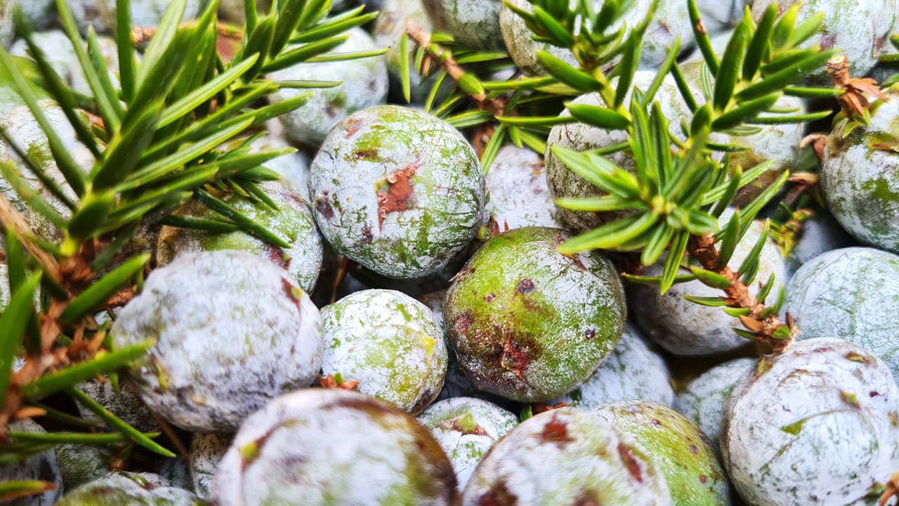 Foto - Türkiye'nin dört bir yanına satılıyor! Usta ellerde kozalak sanata dönüşüyor
