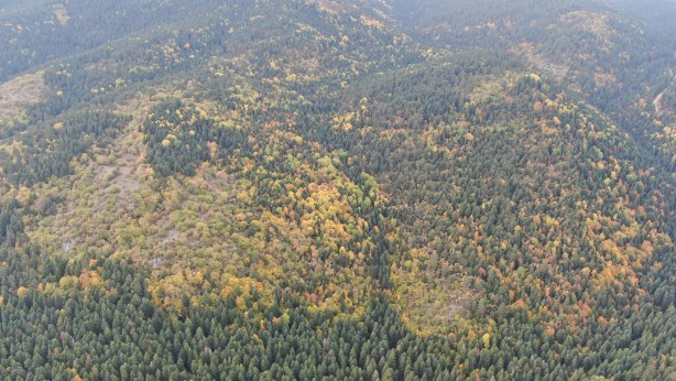 Foto - Türkiye’nin en büyük blok ormanları! Karabük’te doyumsuz görüntüler