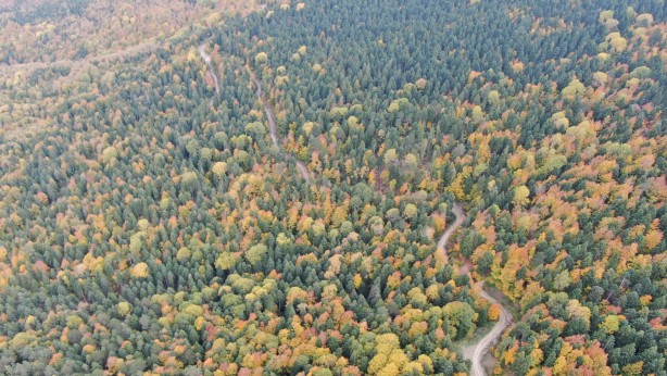Foto - Türkiye’nin en büyük blok ormanları! Karabük’te doyumsuz görüntüler