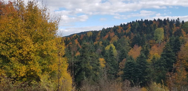 Foto - Türkiye’nin en büyük blok ormanları! Karabük’te doyumsuz görüntüler