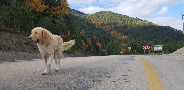 Foto - Türkiye’nin en büyük blok ormanları! Karabük’te doyumsuz görüntüler