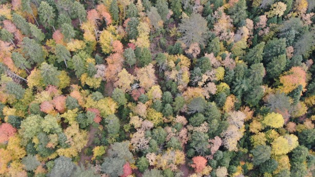 Foto - Türkiye’nin en büyük blok ormanları! Karabük’te doyumsuz görüntüler