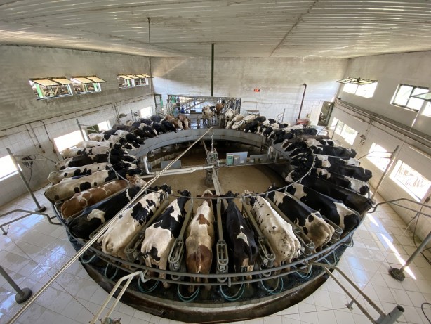 Foto - Türkiye'nin en büyük süt çiftliklerinden birisi satıldı