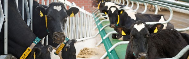 Foto - Türkiye'nin en büyük süt çiftliklerinden birisi satıldı