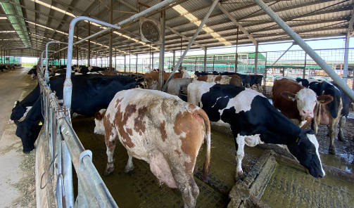 Foto - Türkiye'nin en büyük süt çiftliklerinden birisi satıldı