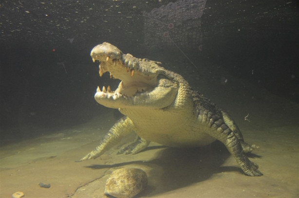 Foto - Türkiye’nin en büyük timsahı Üsküdar’da