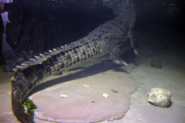 Foto - Türkiye’nin en büyük timsahı Üsküdar’da