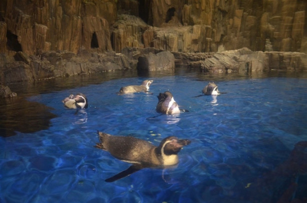 Foto - Türkiye’nin en büyük timsahı Üsküdar’da