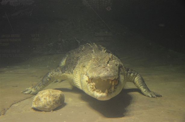 Foto - Türkiye’nin en büyük timsahı Üsküdar’da