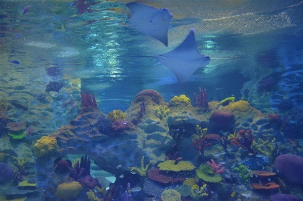 Foto - Türkiye’nin en büyük timsahı Üsküdar’da